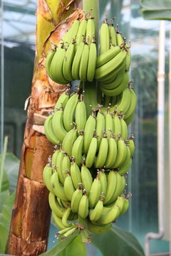 香蕉果树