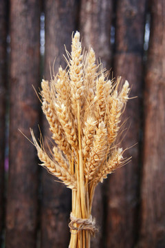 麦穗束小麦麦穗束小麦