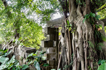 嶂岗古村古榕树