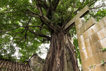 嶂岗古村古榕树