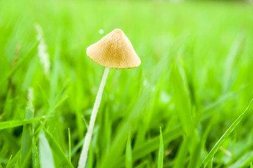 雨后草地小蘑菇