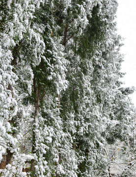 松树上的白雪