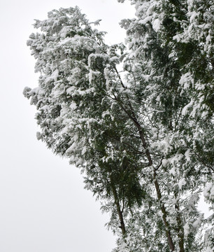 大雪压青松高清图