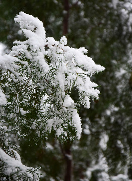 绿色松柏上的积雪