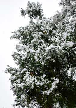 风雪后的松柏树