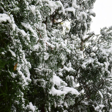 冬季绿植积雪景观