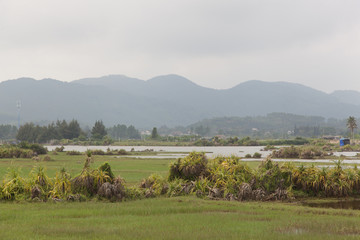 神州半岛湿地田野