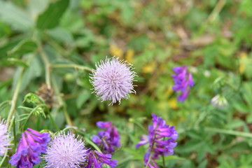 紫色七七芽花