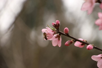 蜂戏桃花