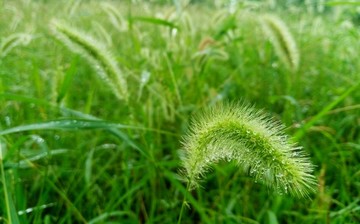 狗尾巴草