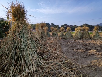 稻草堆