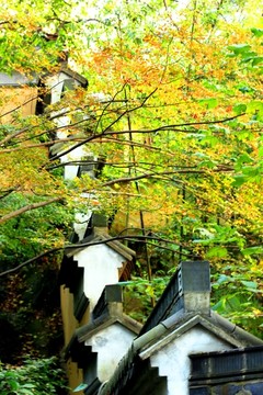 南京栖霞山秋色