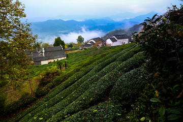 高山茶园