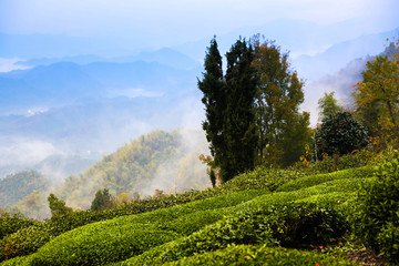 高山茶园