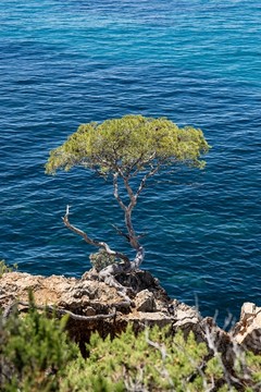 海边树木