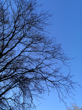 冬天的皂角树