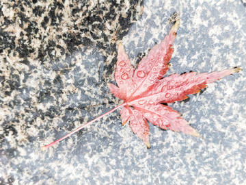 冬雨落叶