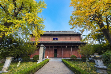 扬州天宁寺银杏