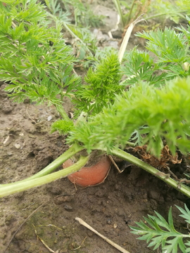 泥土中的胡萝卜