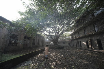 校园里的大榕树