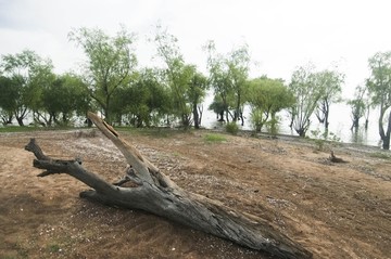 巢湖芦溪湿地