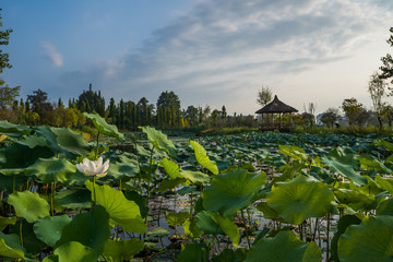 成都三道堰古镇彩虹桥湿地