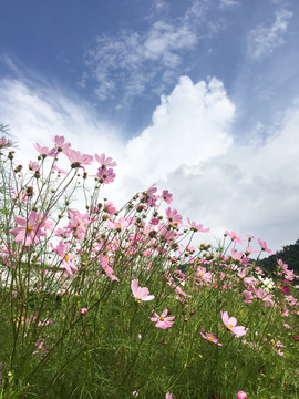 格桑花波斯菊