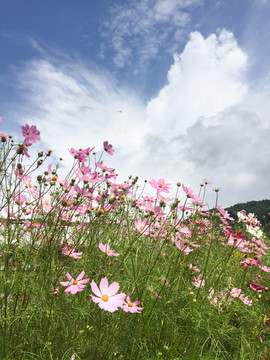 格桑花波斯菊