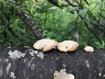 野生菌野生蘑菇