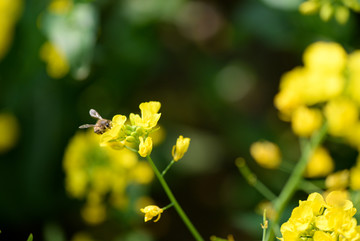 油菜花