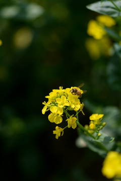 油菜花