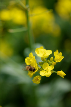 油菜花