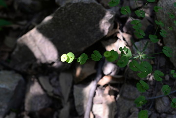 小草