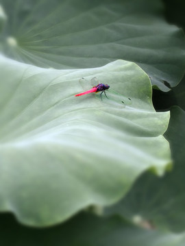 红蜻蜓