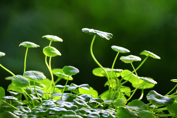 铜钱草