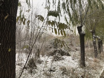 初雪