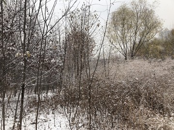 初雪