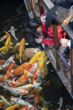 寒山寺放生池里的锦鲤