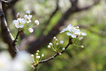 梨花