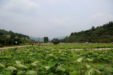 荷花池