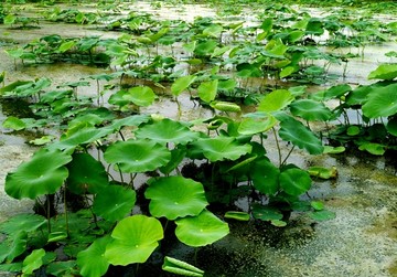 莲藕种植基地