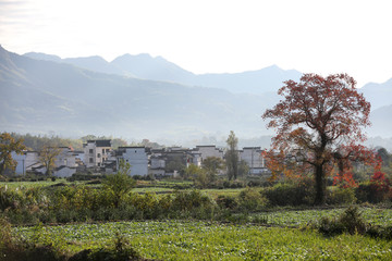 山村一棵树