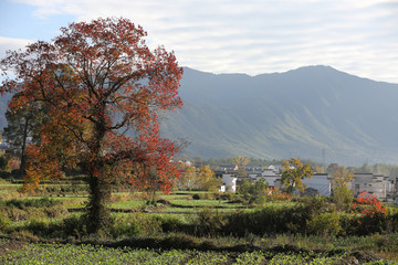 山村一棵树