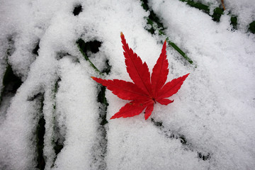 雪中的红枫叶