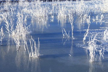 冰河野草冰霜