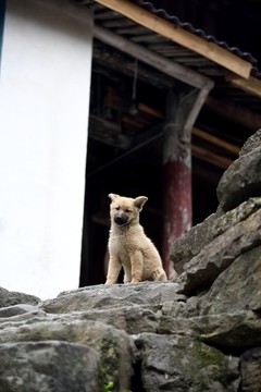 山村狗仔