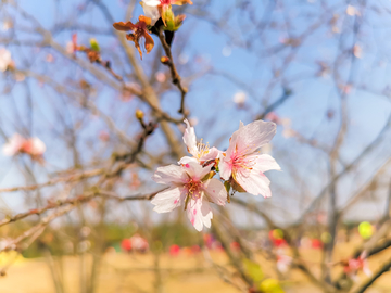 桃花