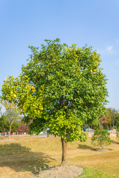 柚子树素材