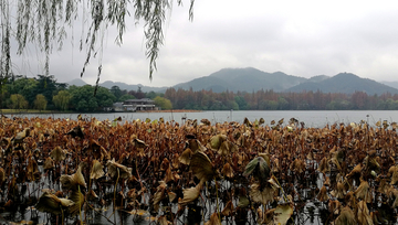 西湖苏堤秋景