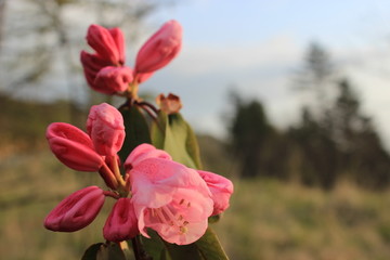 杜鹃花